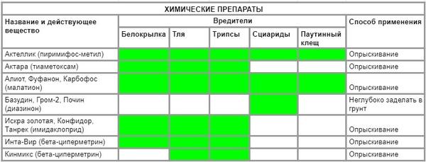 Здоровая рассада: как укрепить, чем обработать от черной ножки и вредителей
