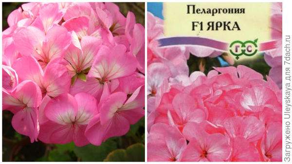 Пеларгонии: выращивание из семян, посадка, уход, сбор семян. Фото
