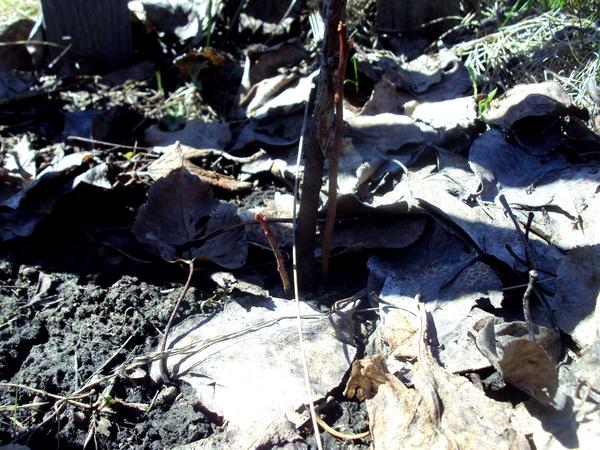 Голубика: посадка и уход, виды и сорта. Личный опыт выращивания
