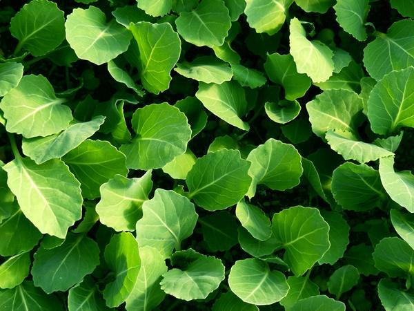 Рассада капусты: 12 секретов выращивания