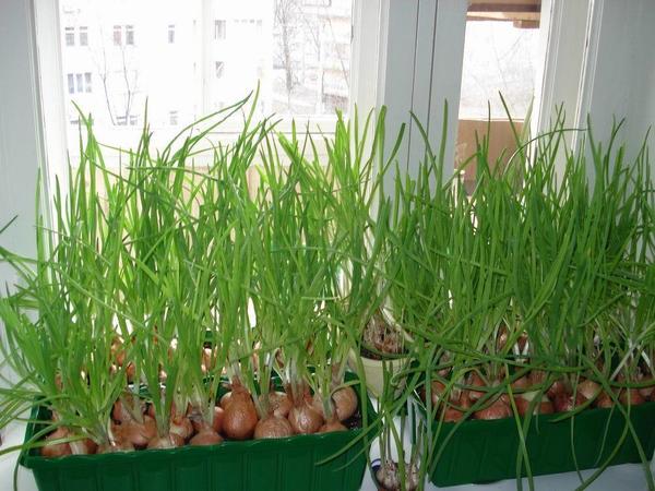 Выращивание зеленого лука - советы на каждый месяц