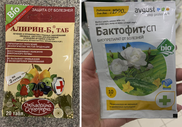 Здоровая рассада: как укрепить, чем обработать от черной ножки и вредителей