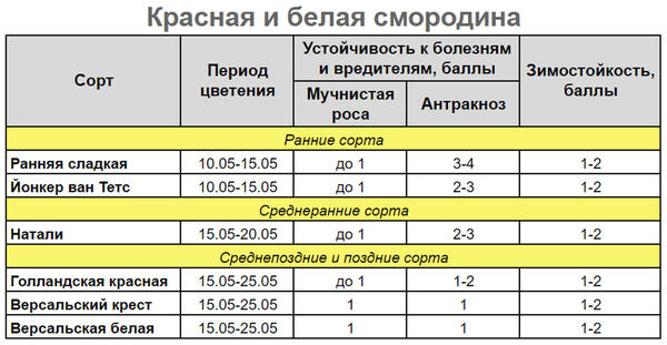 Болезни смородины — 6 опасных инфекций, методы профилактики и борьбы