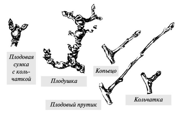 Грамотная обрезка яблонь и груш