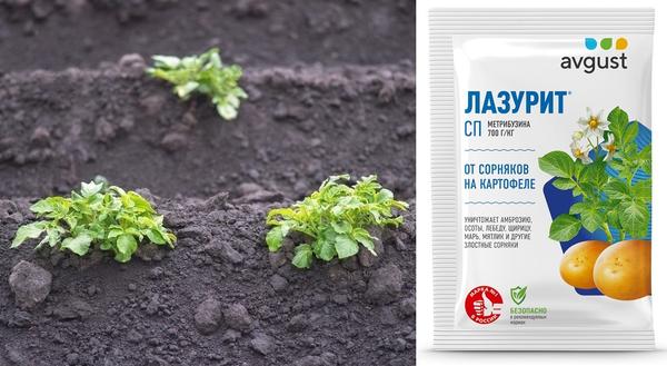 Выращивание картофеля: посадка, уход, вредители и болезни