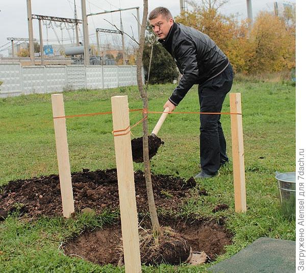 Ясень: посадка, уход болезни. Виды ясеня