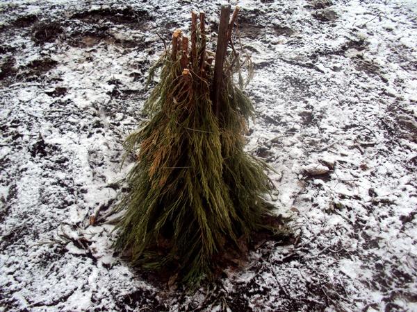Голубика: посадка и уход, виды и сорта. Личный опыт выращивания