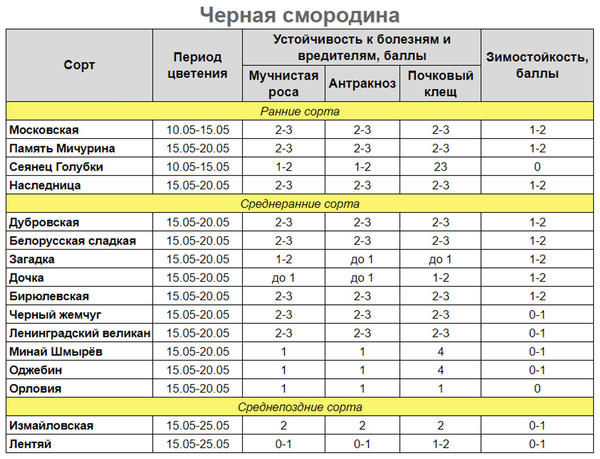 Болезни смородины — 6 опасных инфекций, методы профилактики и борьбы