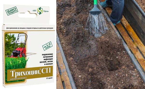 Посадка баклажанов в теплицу. Как высадить рассаду