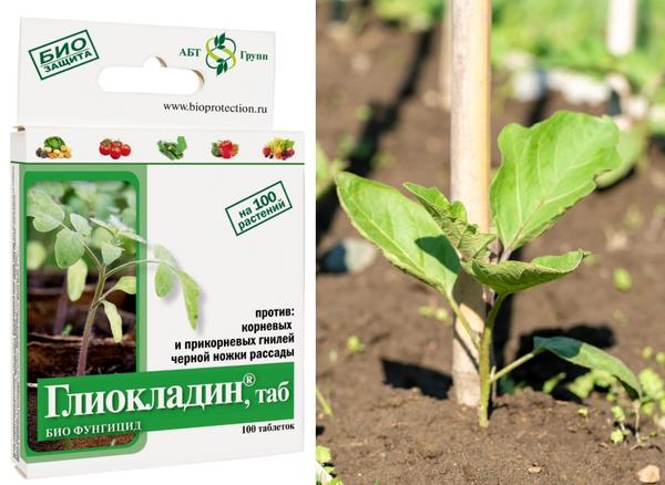 Посадка баклажанов в теплицу. Как высадить рассаду