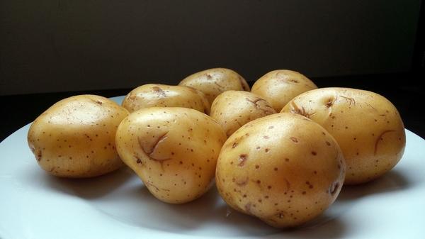 Болезни картофеля: грибные и бактериальные гнили