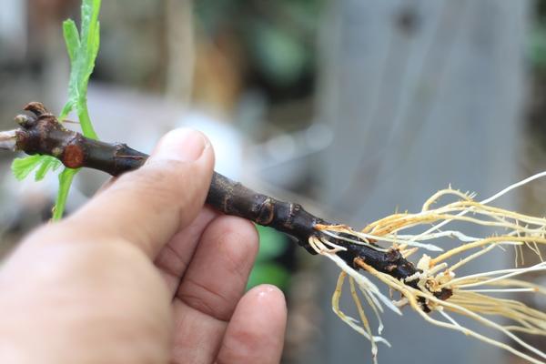 Как вырастить инжир в домашних условиях и в открытом грунте в средней полосе