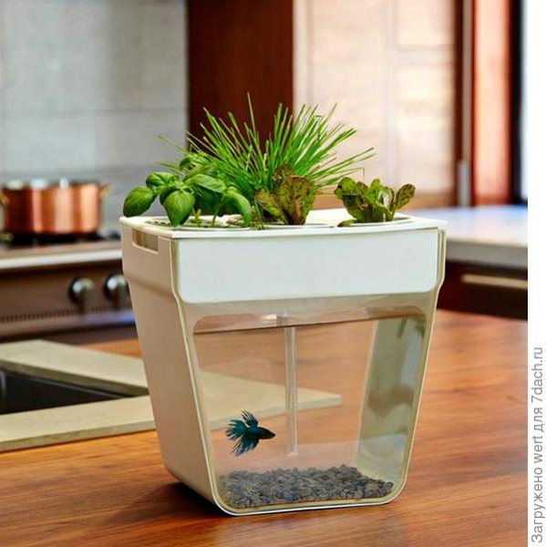 Умные горшки для домашнего огорода: Click and Grow, AeroGarden, AquaFarm и другие