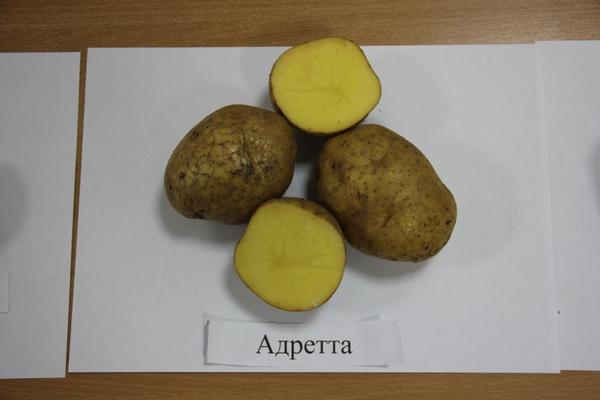 Адретта: описание урожайного сорта картофеля, отзывы дачников