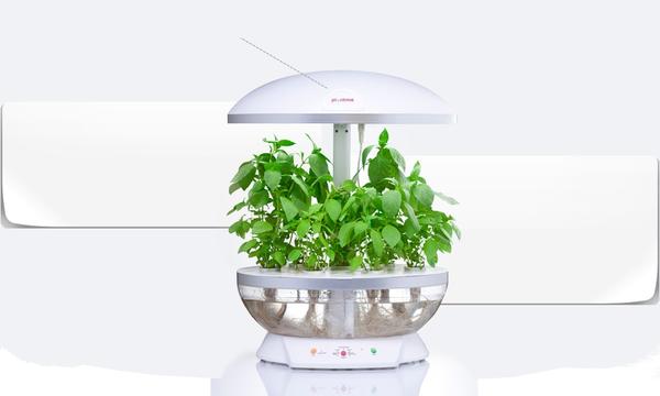 Умные горшки для домашнего огорода: Click and Grow, AeroGarden, AquaFarm и другие