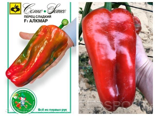 Перцы-гиганты: сорта перца с самыми крупными плодами