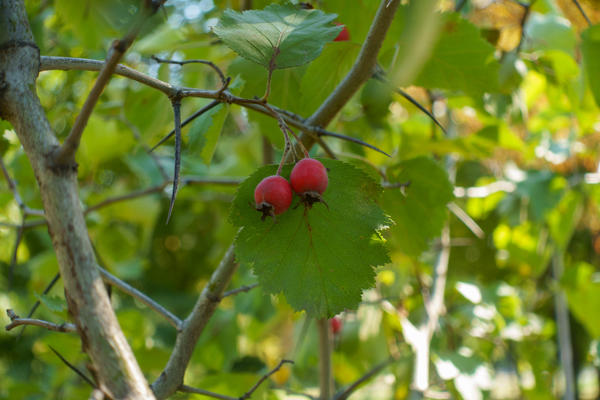 Какие декоративные кустарники теряют популярность. Путь от фаворитов до изгнанников