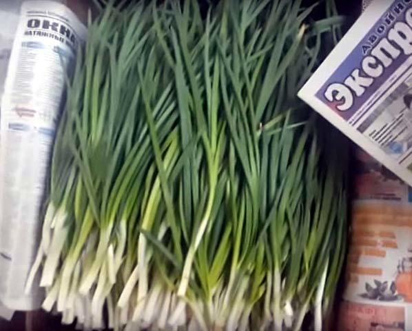Зеленый лук в теплице на продажу: доходы и расходы