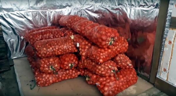 Зеленый лук в теплице на продажу: доходы и расходы
