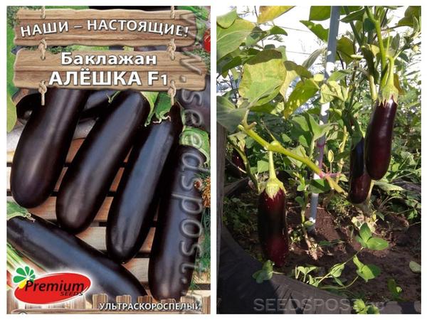 Выбираем семена баклажанов. Топ-10 раннеспелых сортов