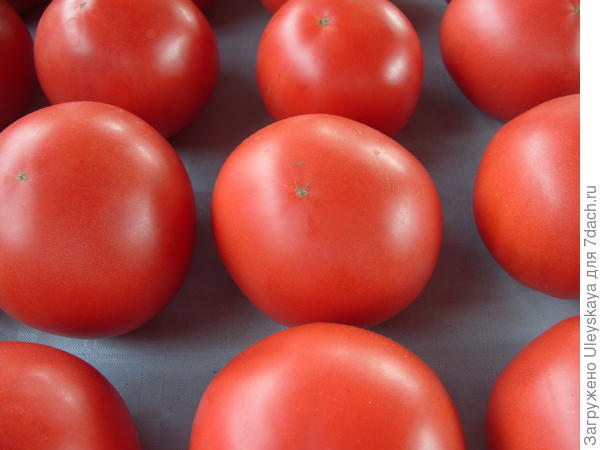 Розовые и малиновые томаты: 16 отменных салатных сортов. Описание, фото