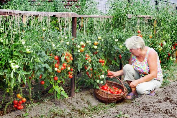 Сорта томатов: критерии и правила выбора