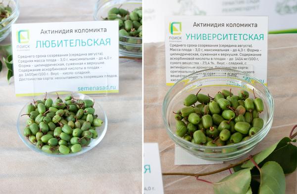 Плодово-ягодные культуры: основные группы и их особенности