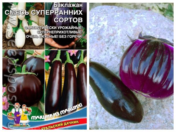 Выбираем семена баклажанов. Топ-10 раннеспелых сортов