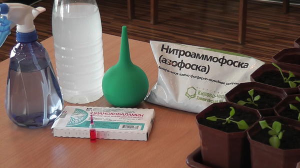 Выращивание рассады петунии: пикировка, прищипывание, удобрение. Видео