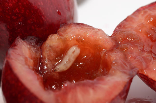 Чем обработать сад весной от вредителей. Обработка яблони, вишни, малины, смородины