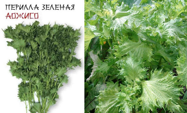 Перилла для цветников и грядок. Как вырастить азиатскую диковинку
