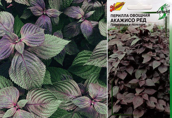 Перилла для цветников и грядок. Как вырастить азиатскую диковинку