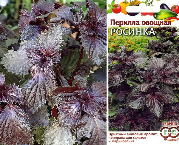 Перилла для цветников и грядок. Как вырастить азиатскую диковинку