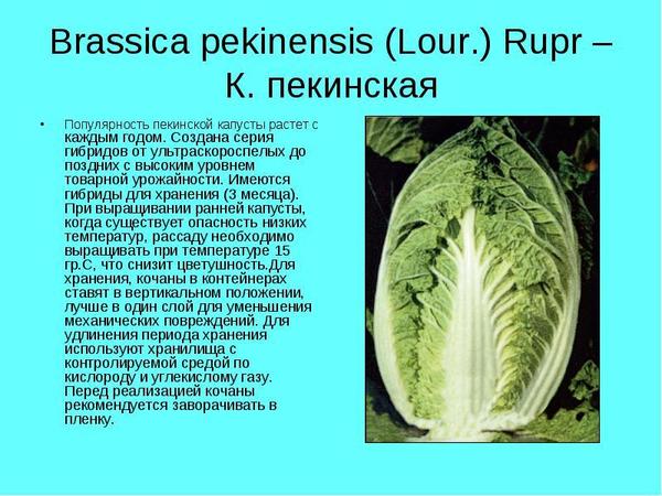 Пекинская капуста: посадка, выращивание, уход, сорта