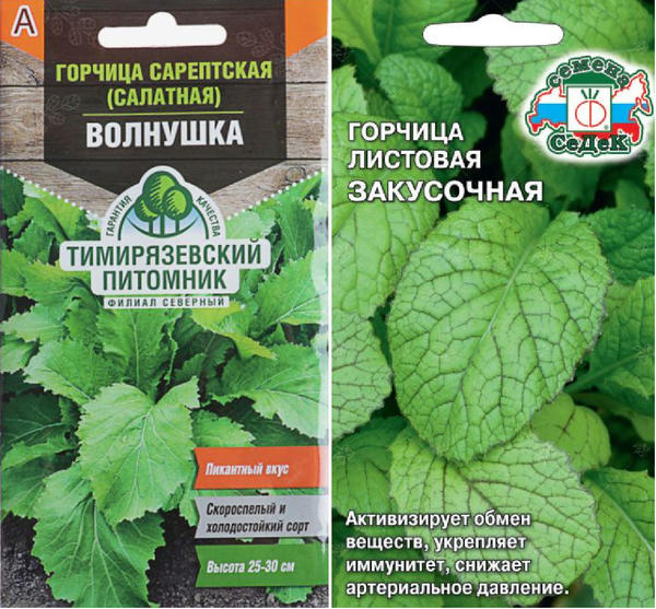 Горчица сарептская, или салатная: какие сорта посадить и как получить нежную зелень