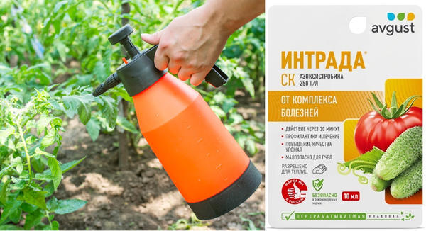 Болезни и вредители томатов: 10 главных опасностей